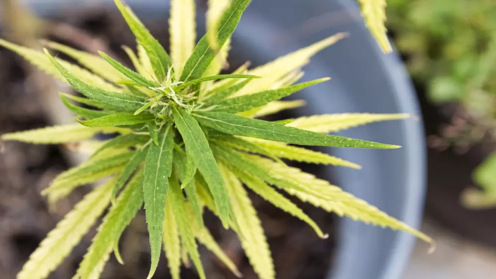 leaf problems cannabisplant