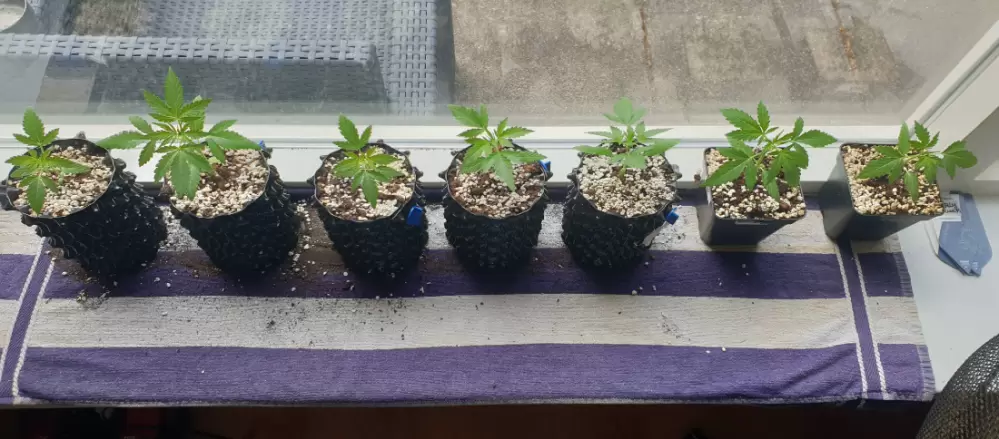 plantjes cannabis