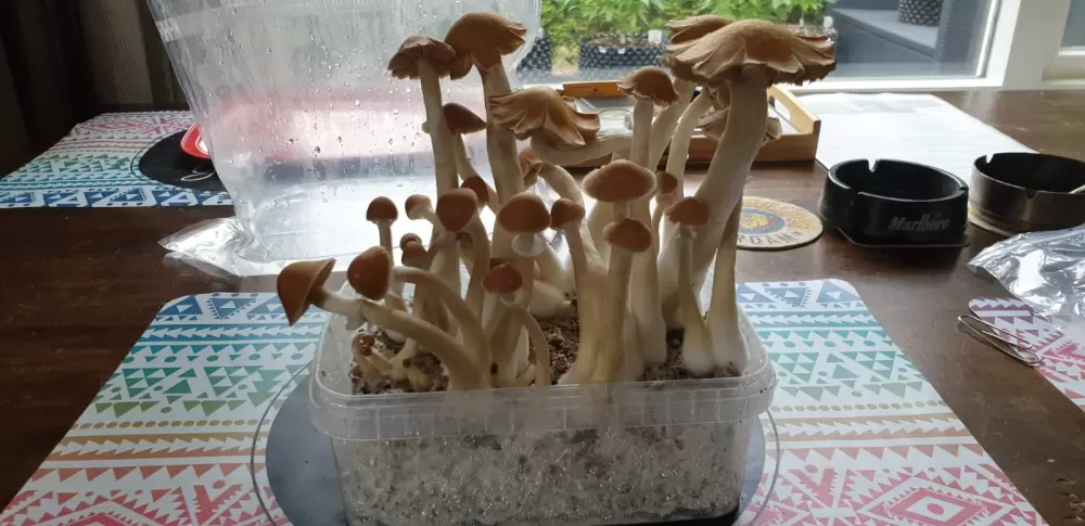 golden teacher mushroom