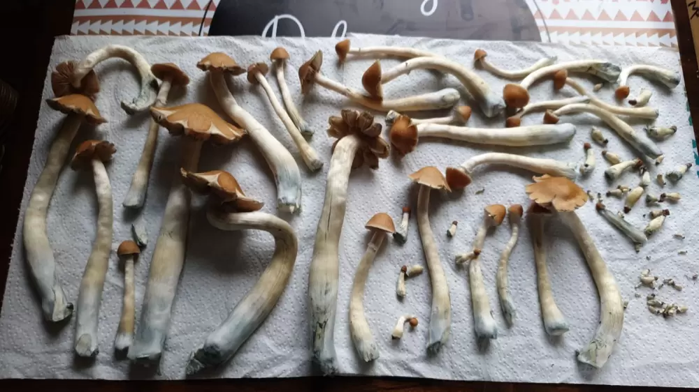 drying shrooms