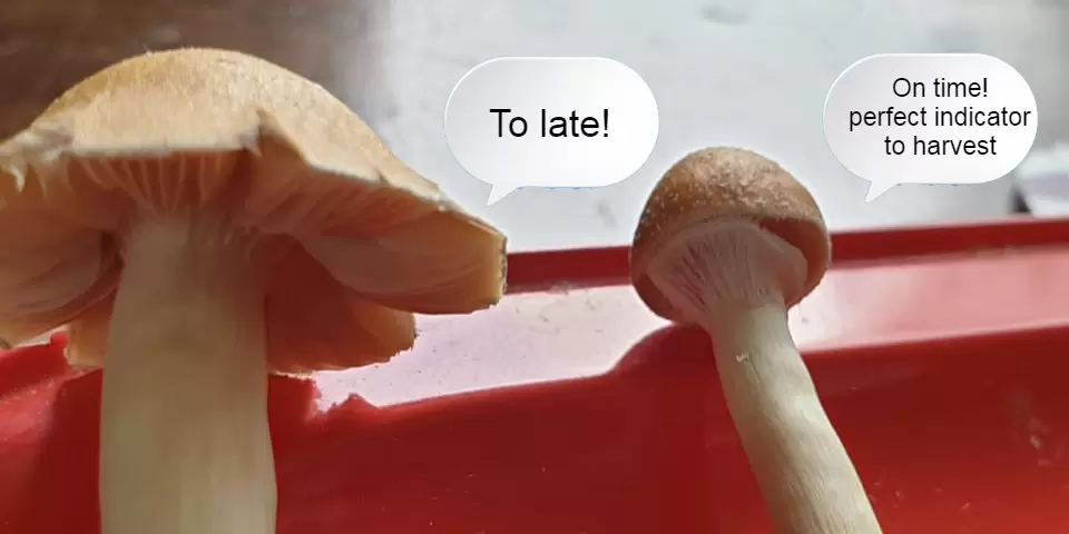 when do i harvest my shrooms