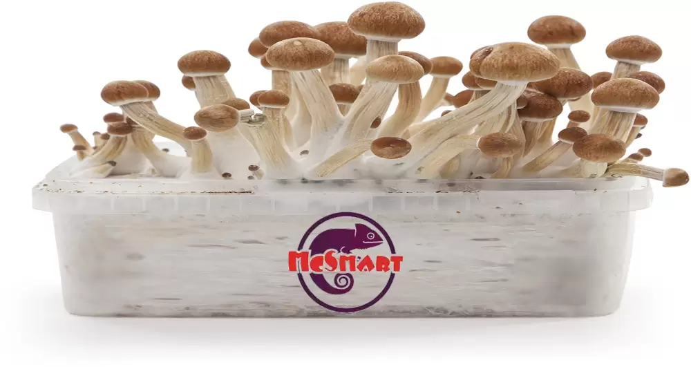 mushroom growkit