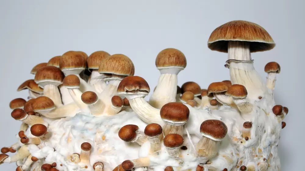 growkit mushroom