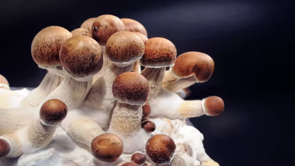 Microdosing mushrooms