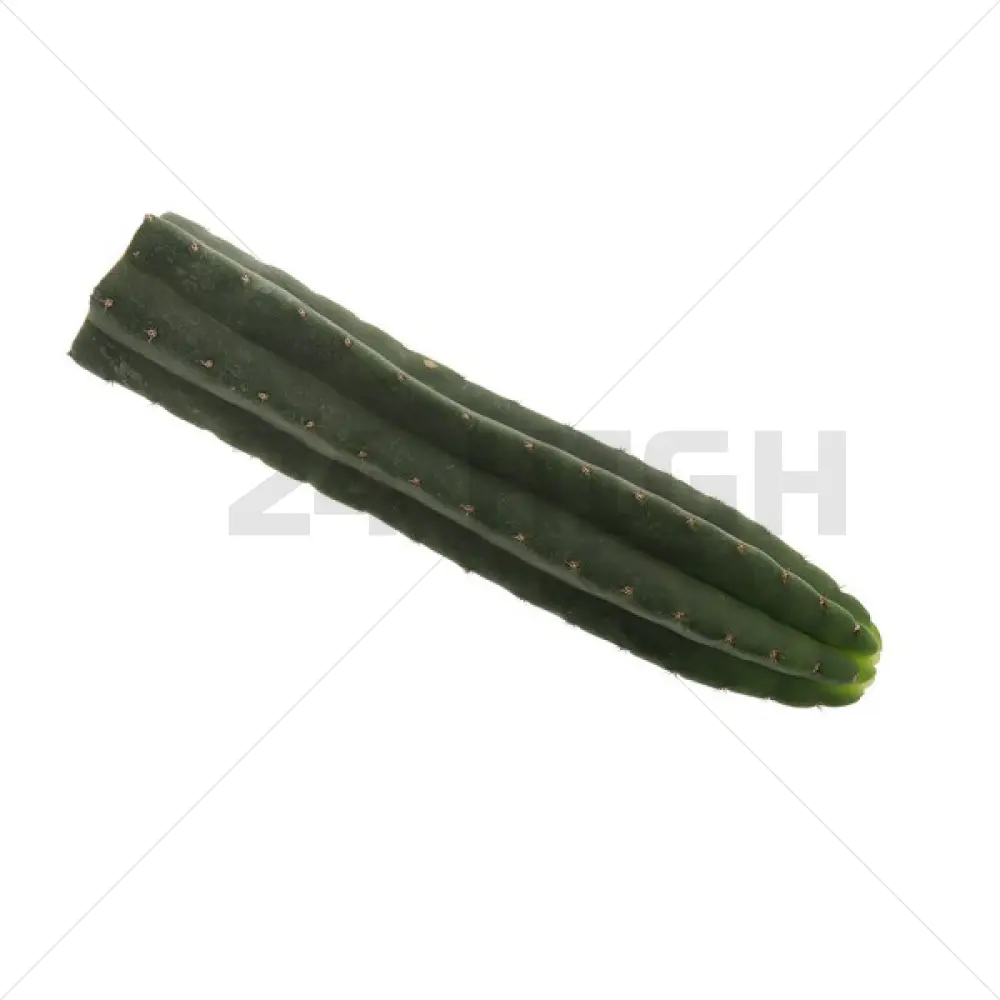 San Pedro Cutting Pachanoi (Trichocereus) 35 - 45 cm