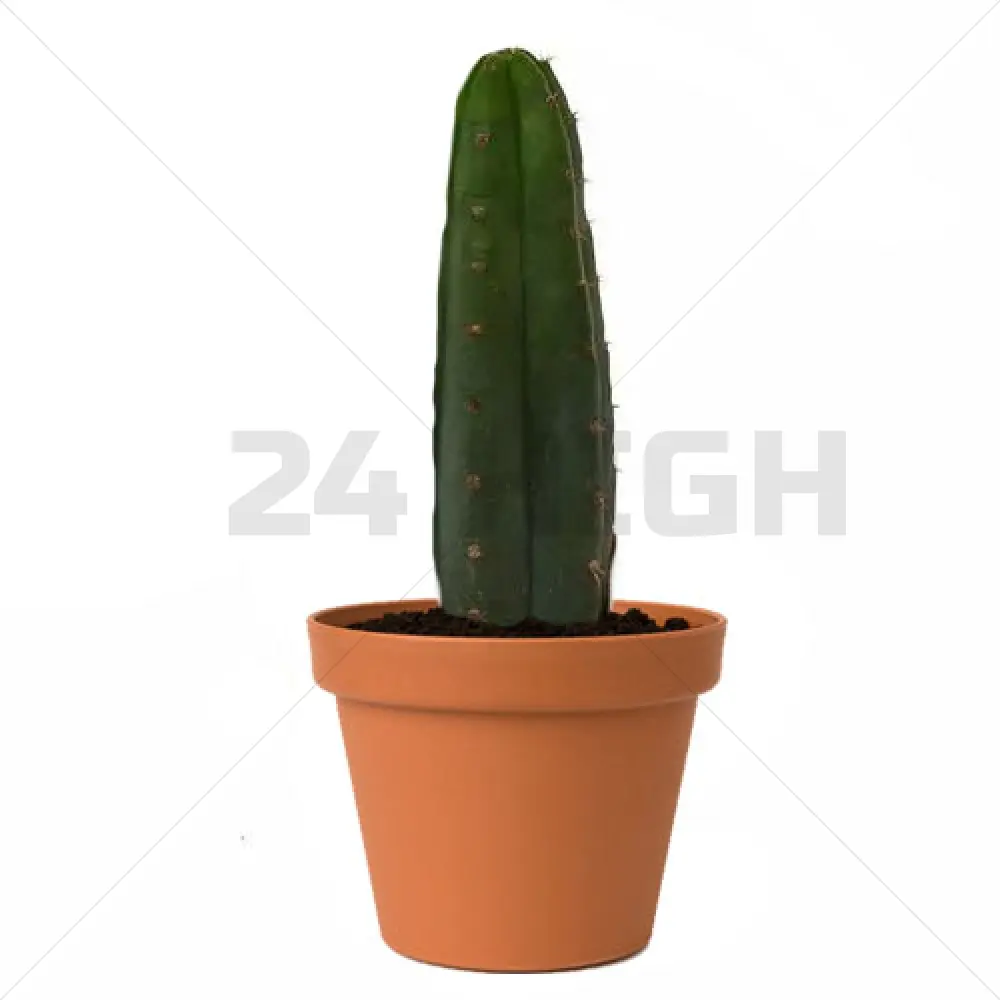 San Pedro Pachanoi (Trichocereus) In Pot Klein  25 CM - 35 CM