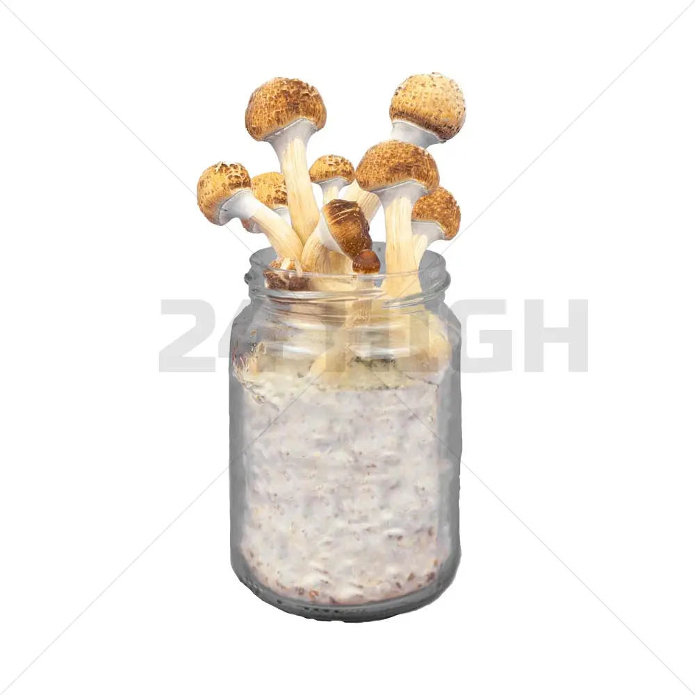 Golden Teacher Paddo Broed
