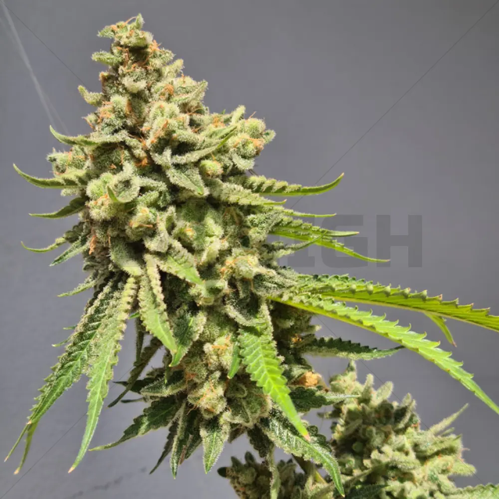 Strawberry Haze Auto (Vision Seeds)