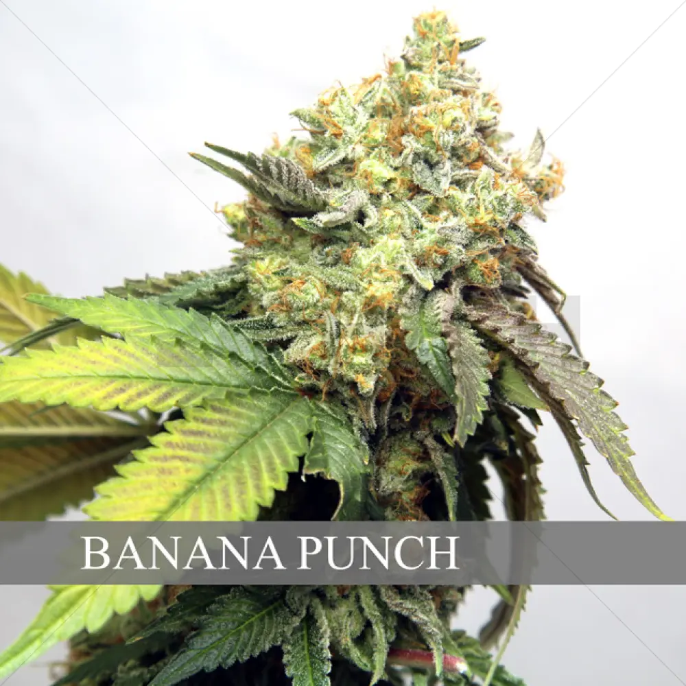 Banana Punch (Vision Seeds)