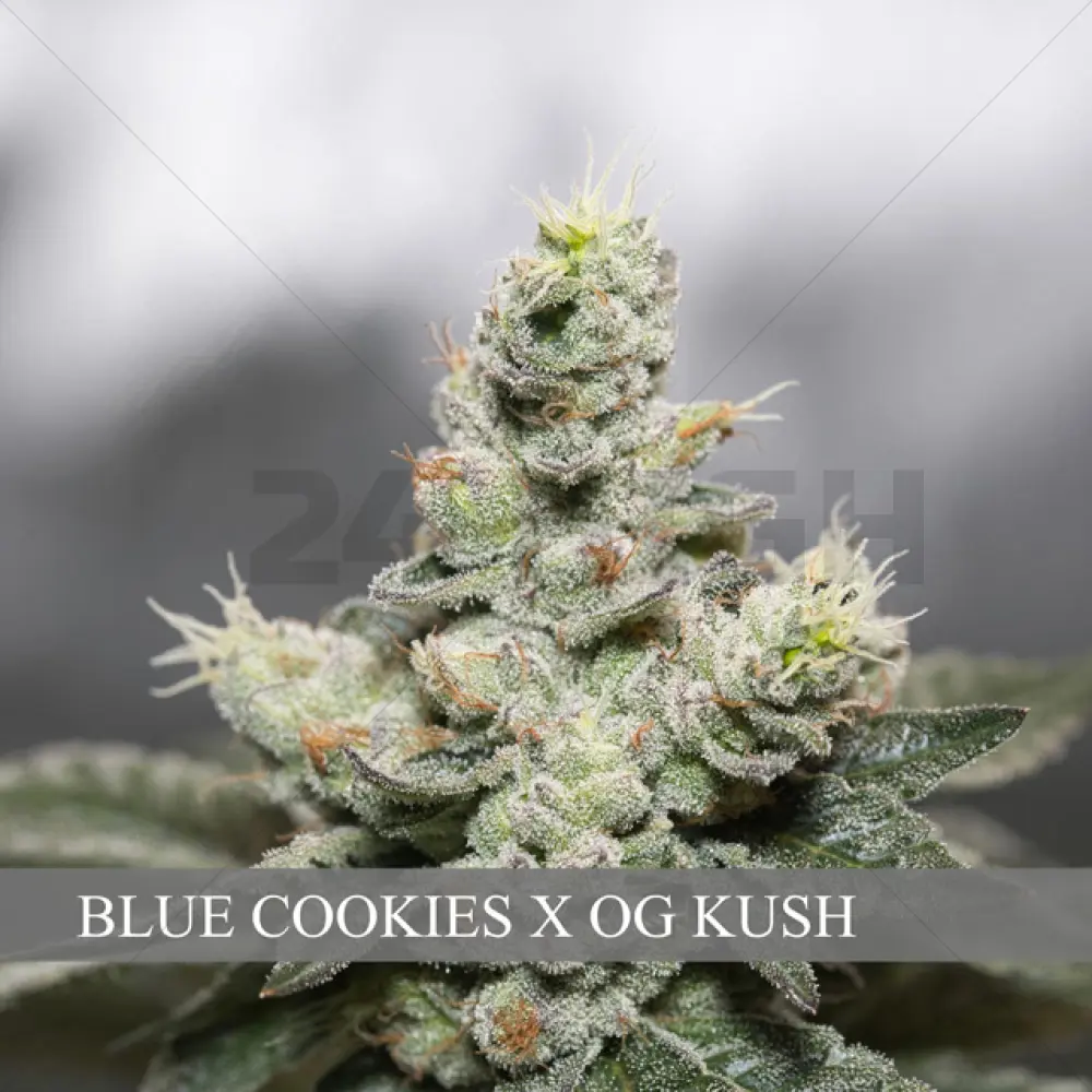 Blue Cookies x OG Kush (Vision Seeds)
