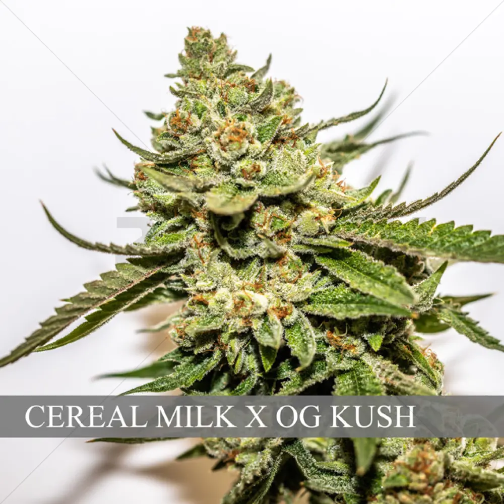 Cereal Milk x OG Kush (Vision Seeds)