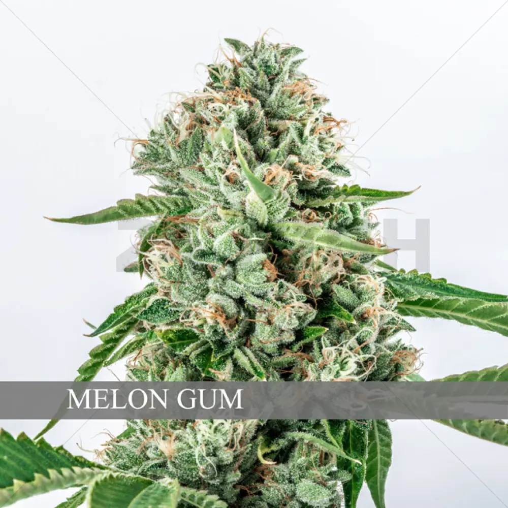 Melon Gum (Vision Seeds)