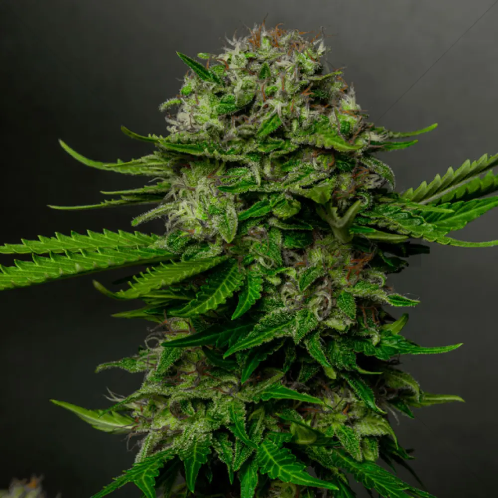 Oreoz x Spritzer (Vision Seeds)