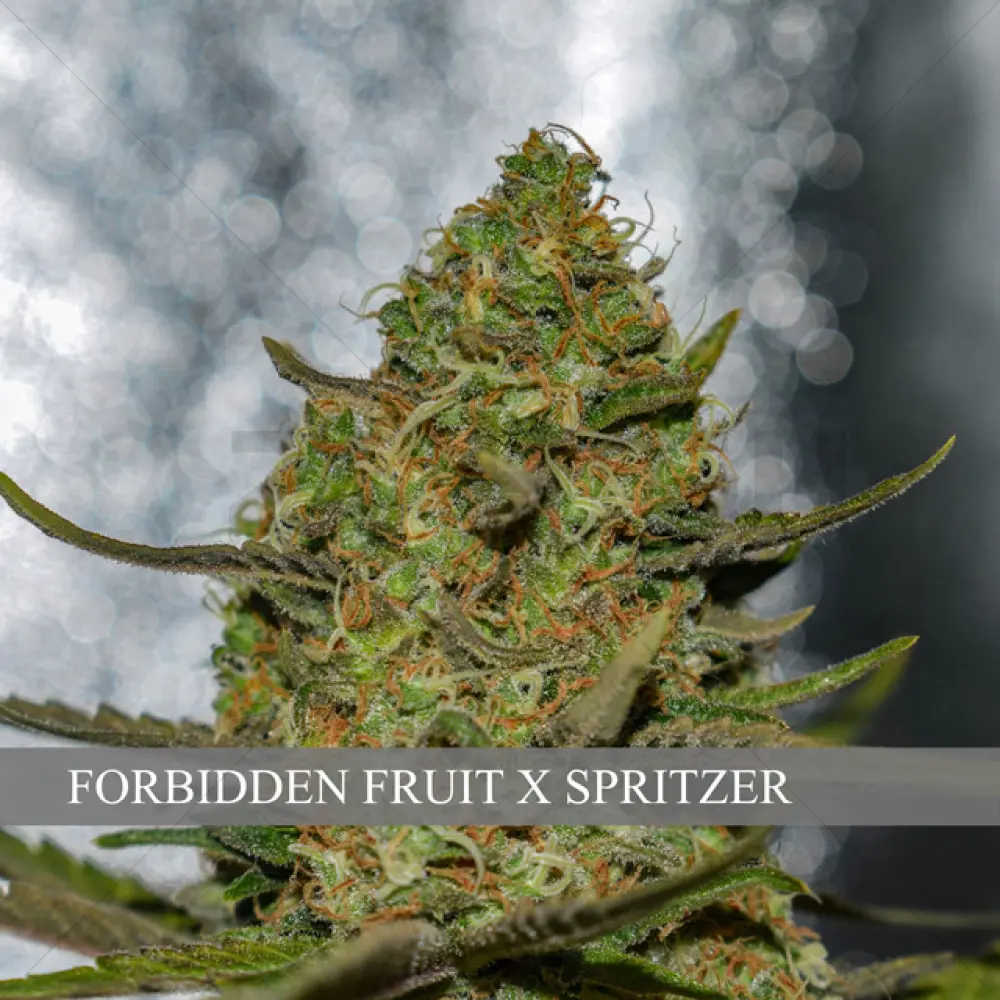 Forbidden Fruit x Spritzer (Vision Seeds)