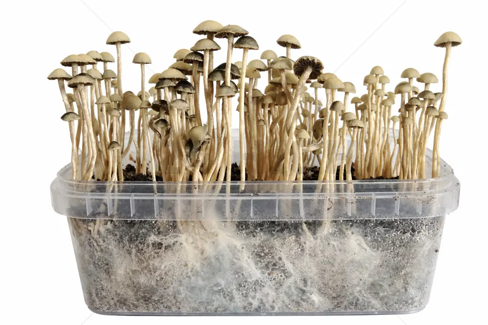 Copelandia Madagascar Paddo kweekset
