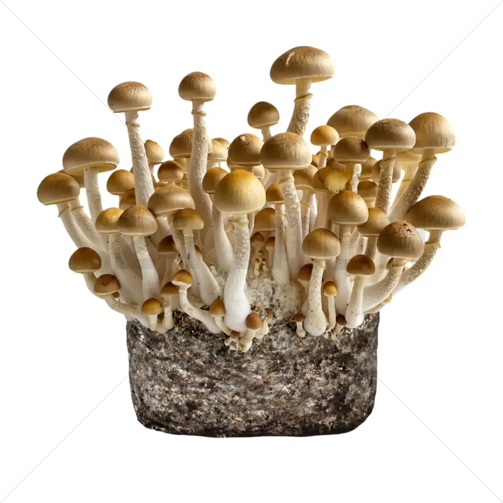 Golden Teacher XL Paddo Kweekzak