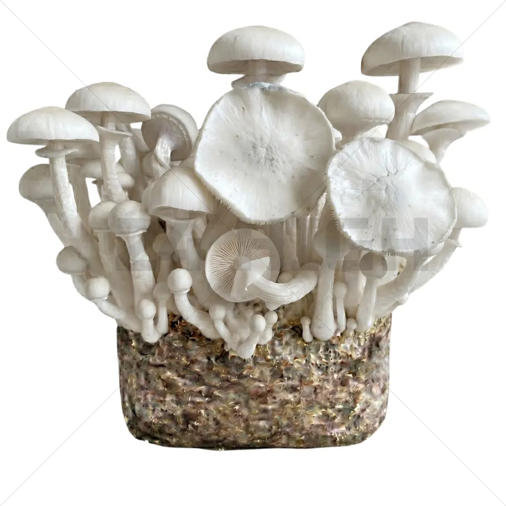 Leucistic JMF (Jedi Mind Fuck) XL Paddo Kweekzak