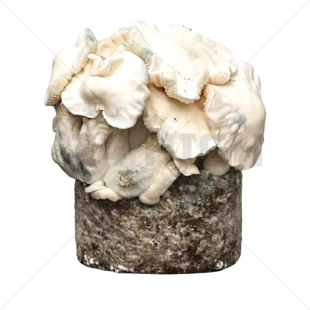 Jack Frost XL Paddo Kweekzak