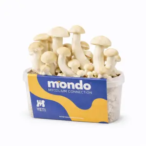Mondo Growkit Yeti Hybrid