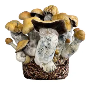 Penis Envy XL Paddo Kweekzak