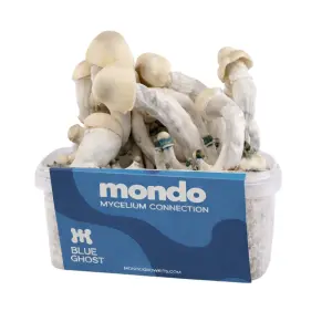 Mondo Growkit Blue Ghost Hybrid 
