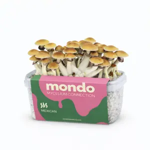 Mondo Grow Kit Mexicana