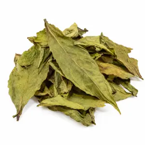 Chacruna (Psychotria viridis) Bladeren – 50 gram