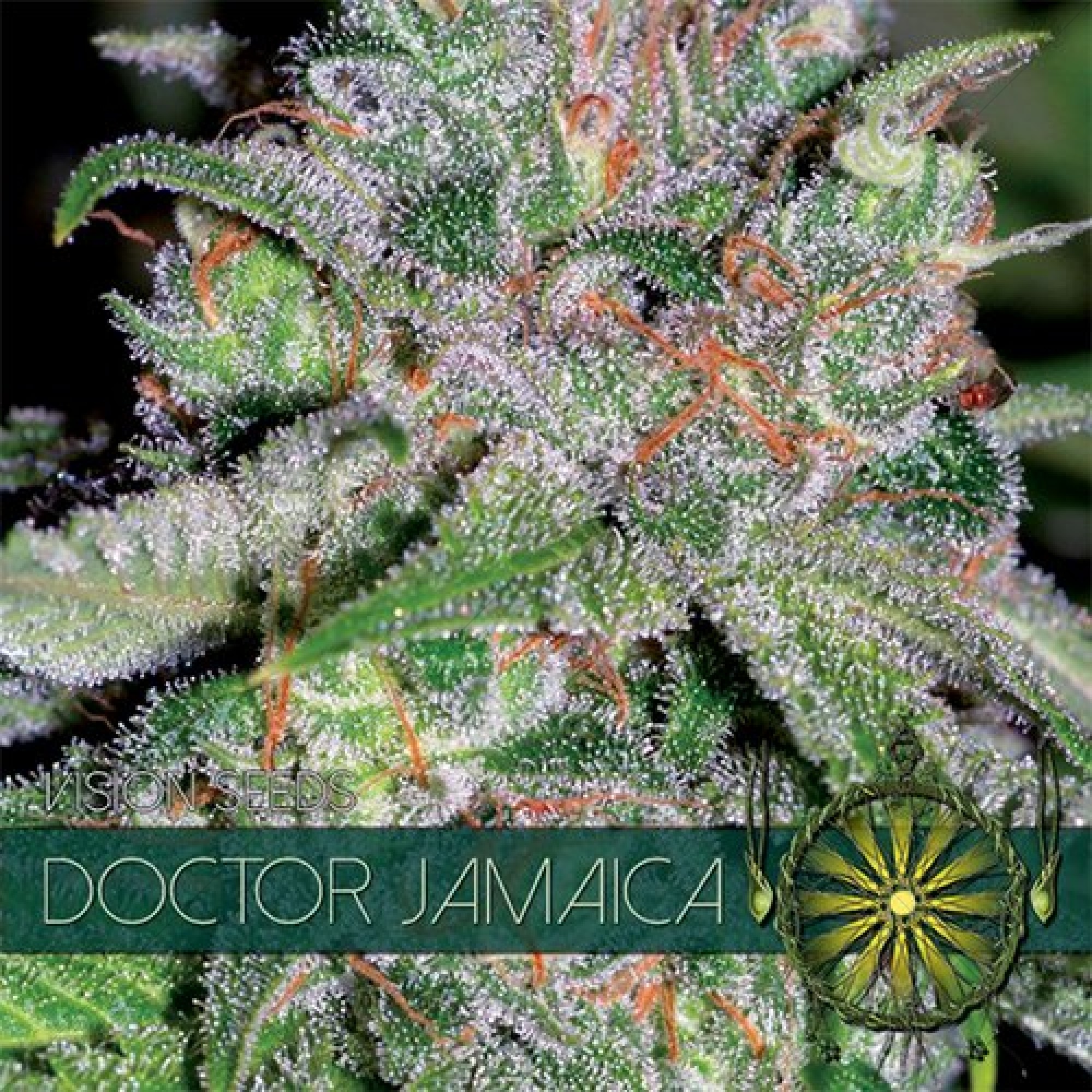 Doctor Jamaica (Vision Seeds) gefeminiseerd