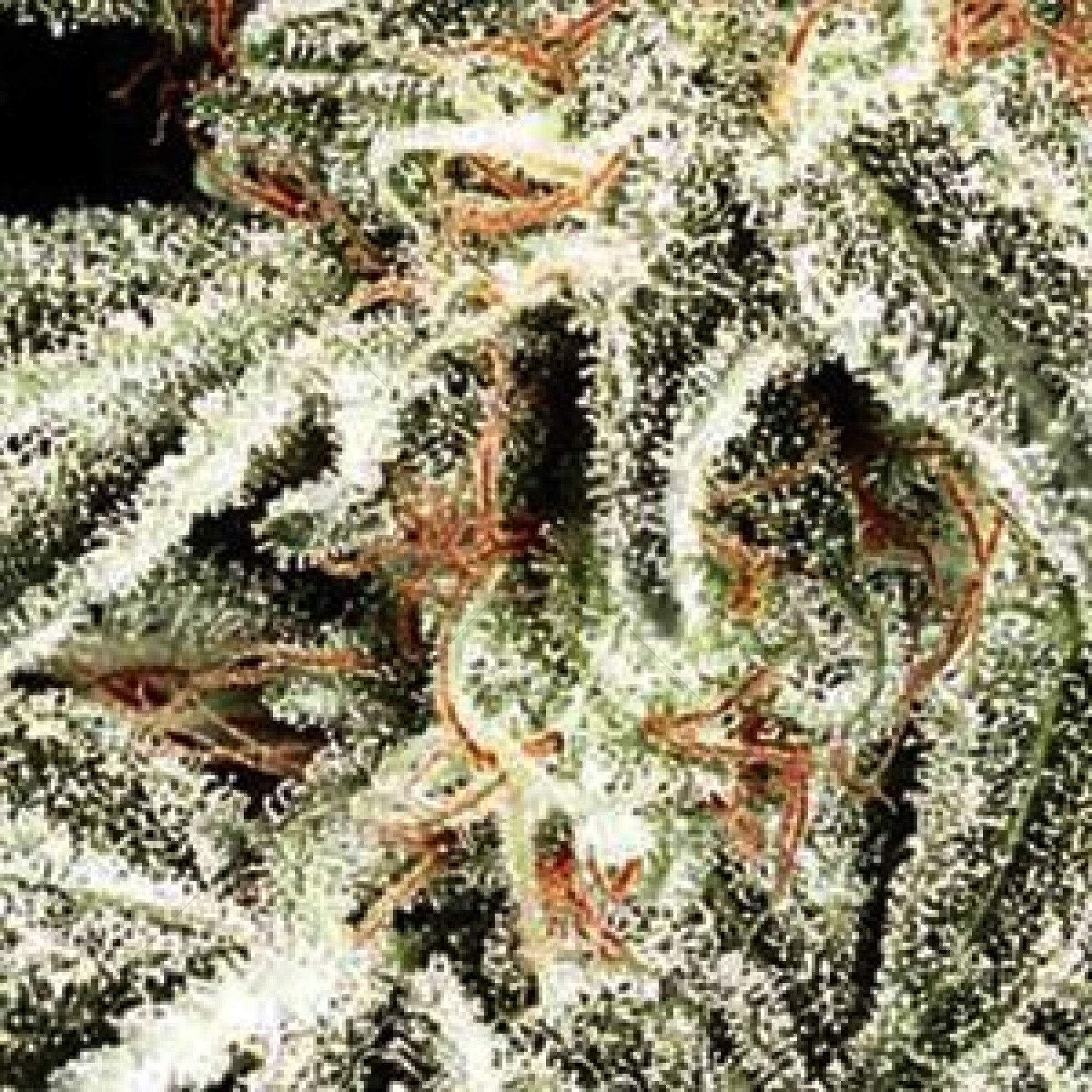 Russian Snow (Vision Seeds) 3 Seeds