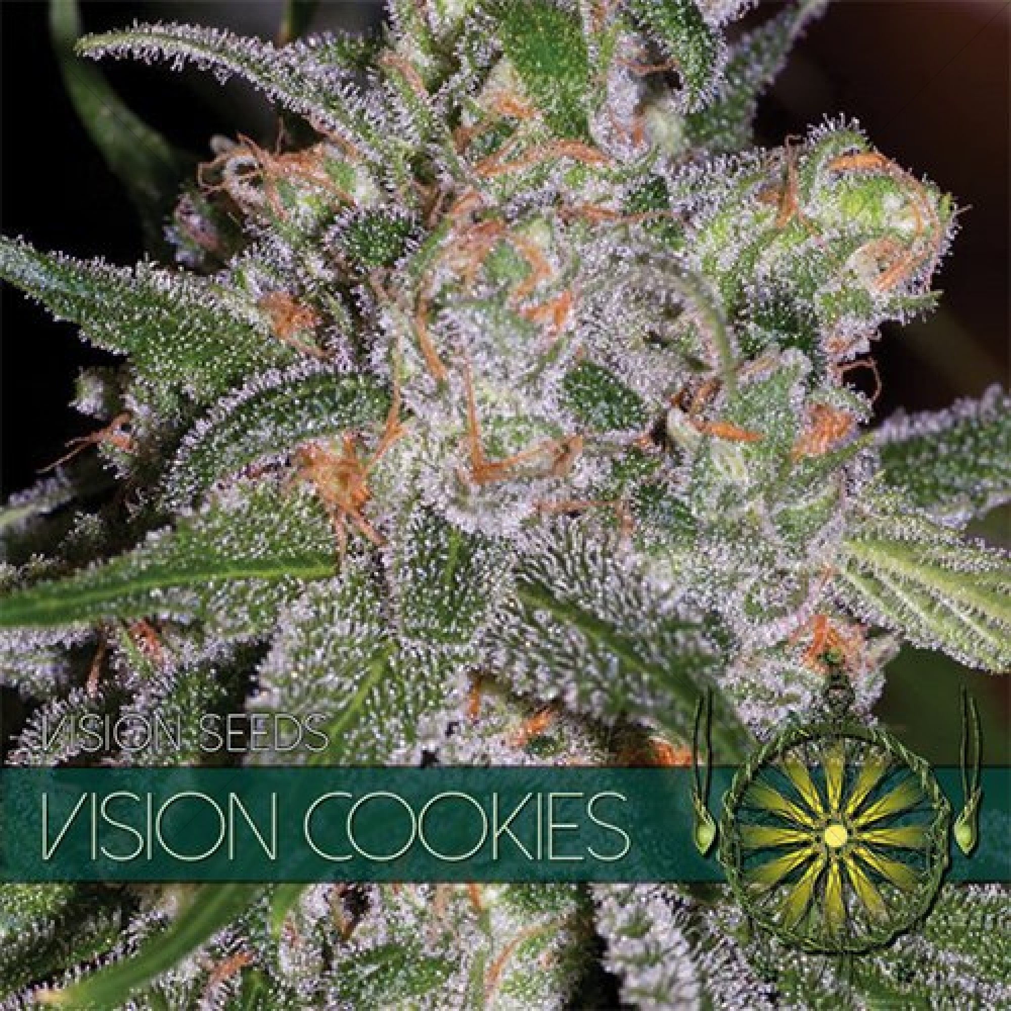 Vision Cookies (Vision Seeds) gefeminiseerd