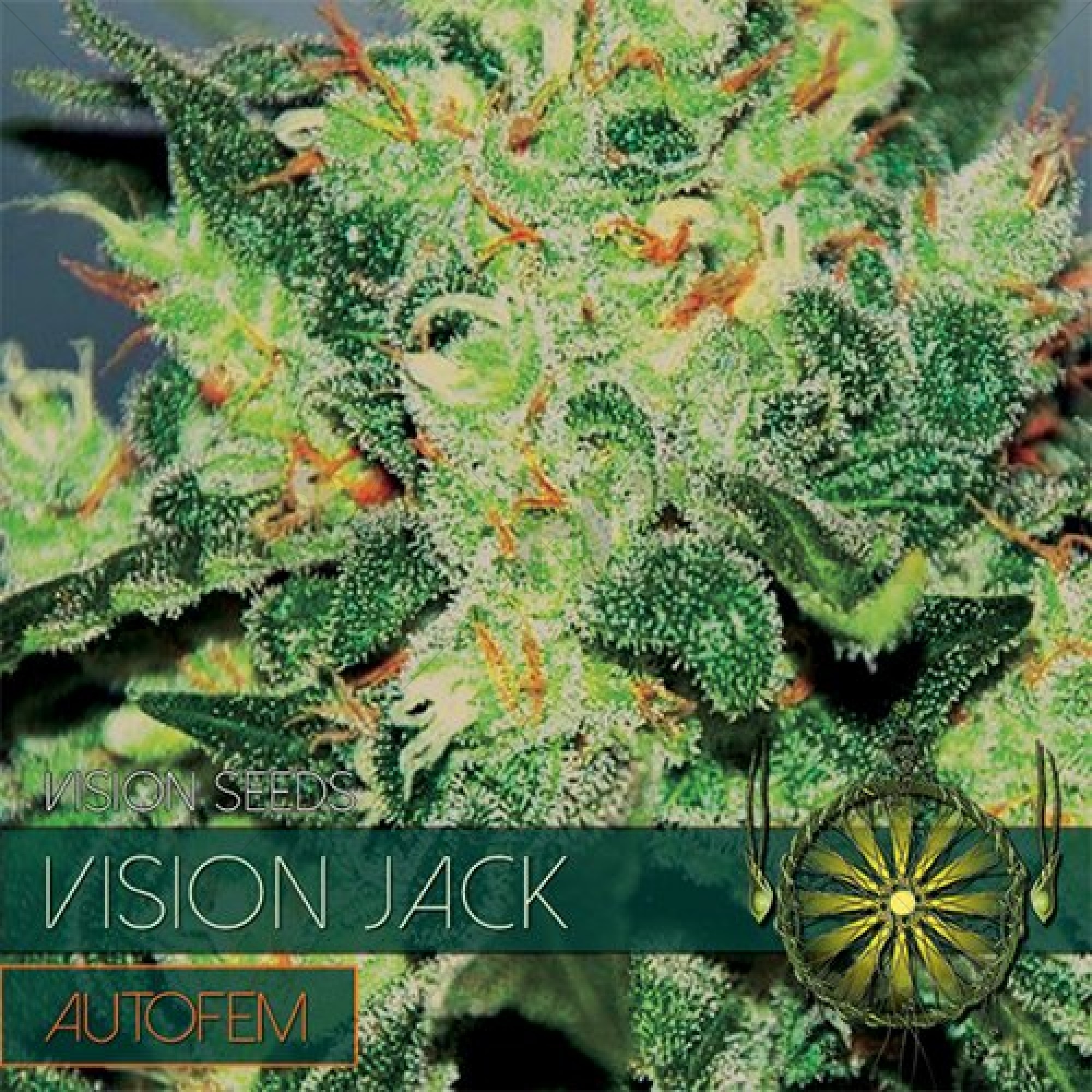 Vision Jack Auto (Vision Seeds) gefeminiseerd