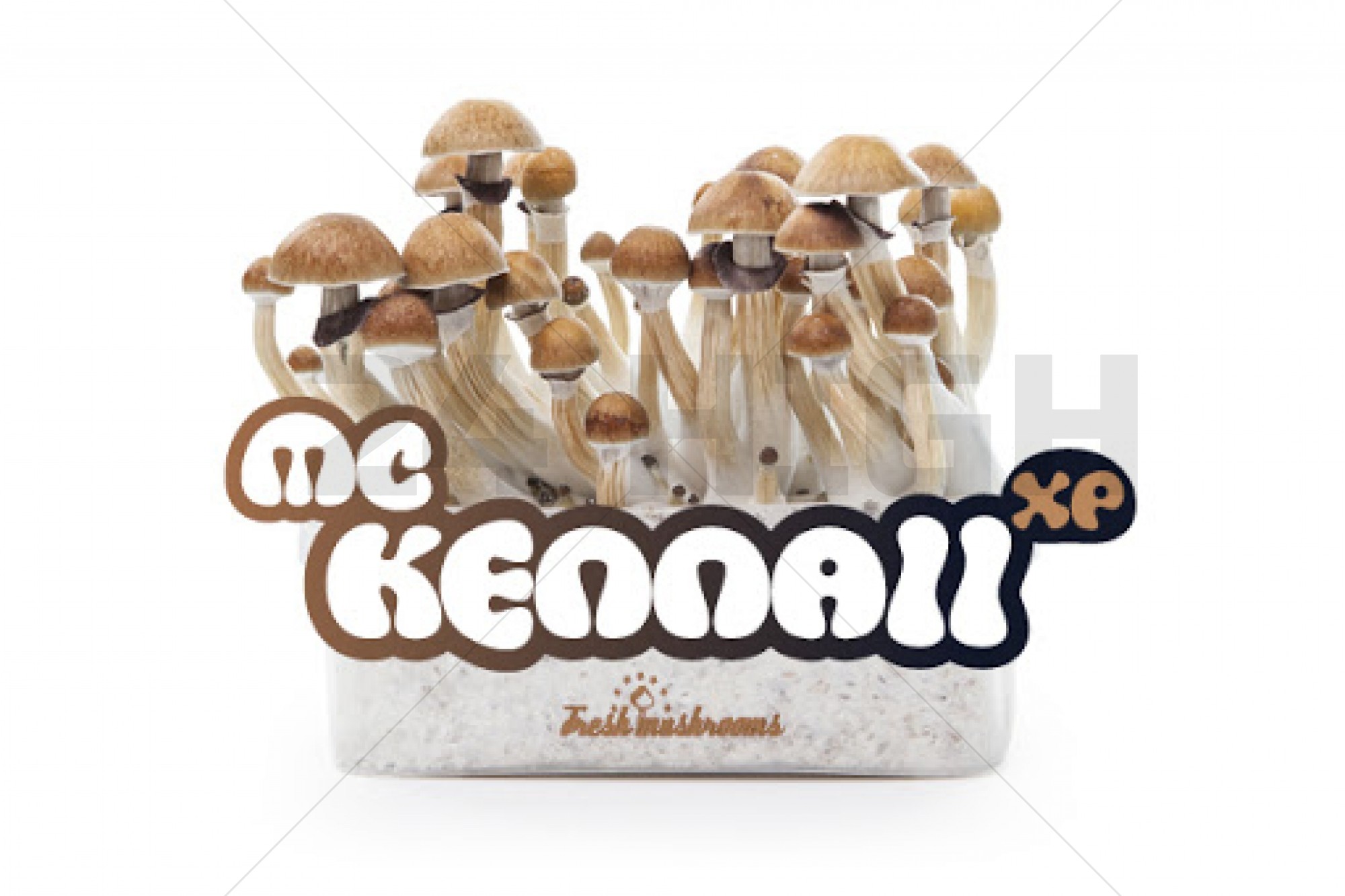 100% Mycelium Magic Mushroom Growkit McKennaii 