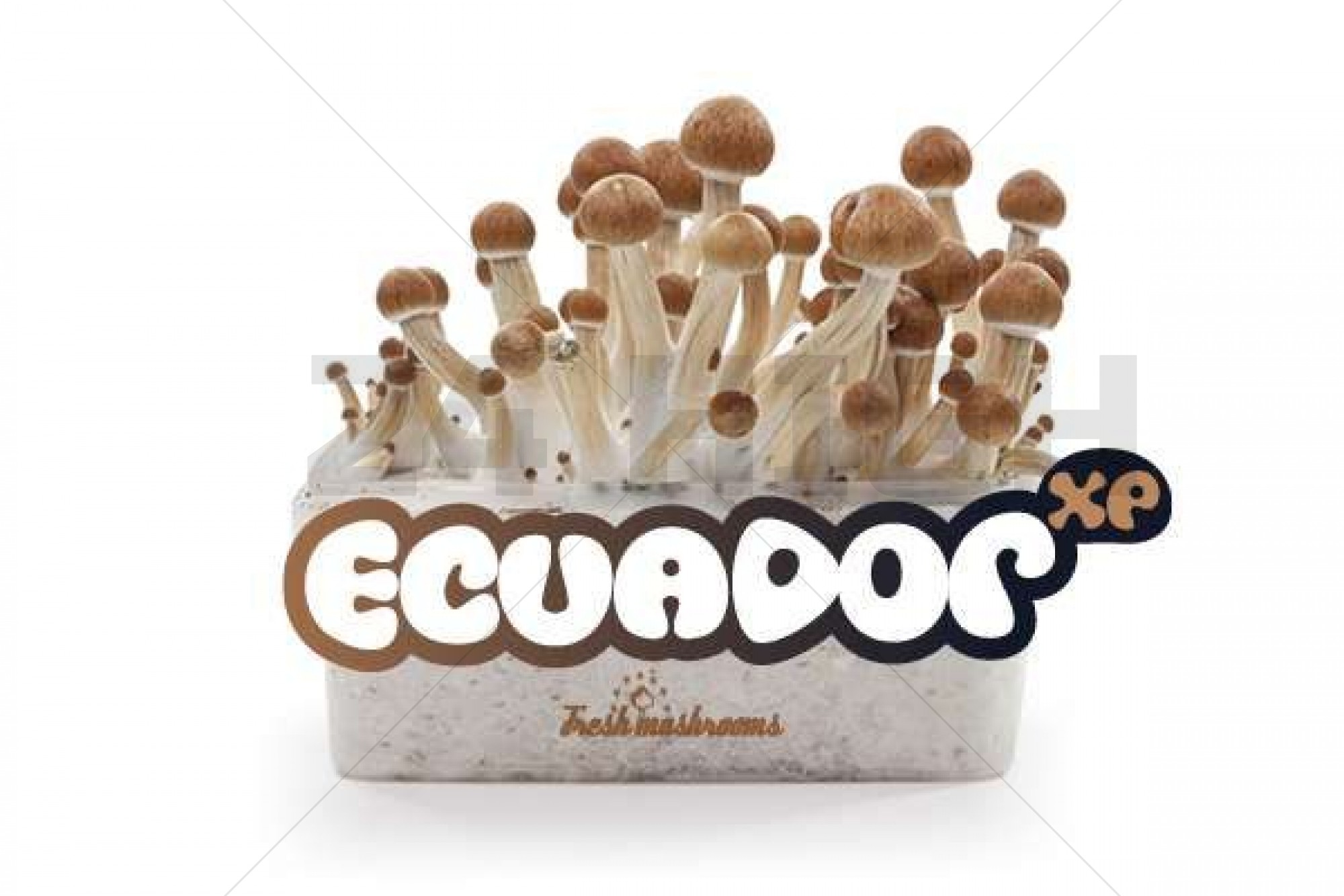 100% Mycelium Magic Mushroom Growkit Ecuador