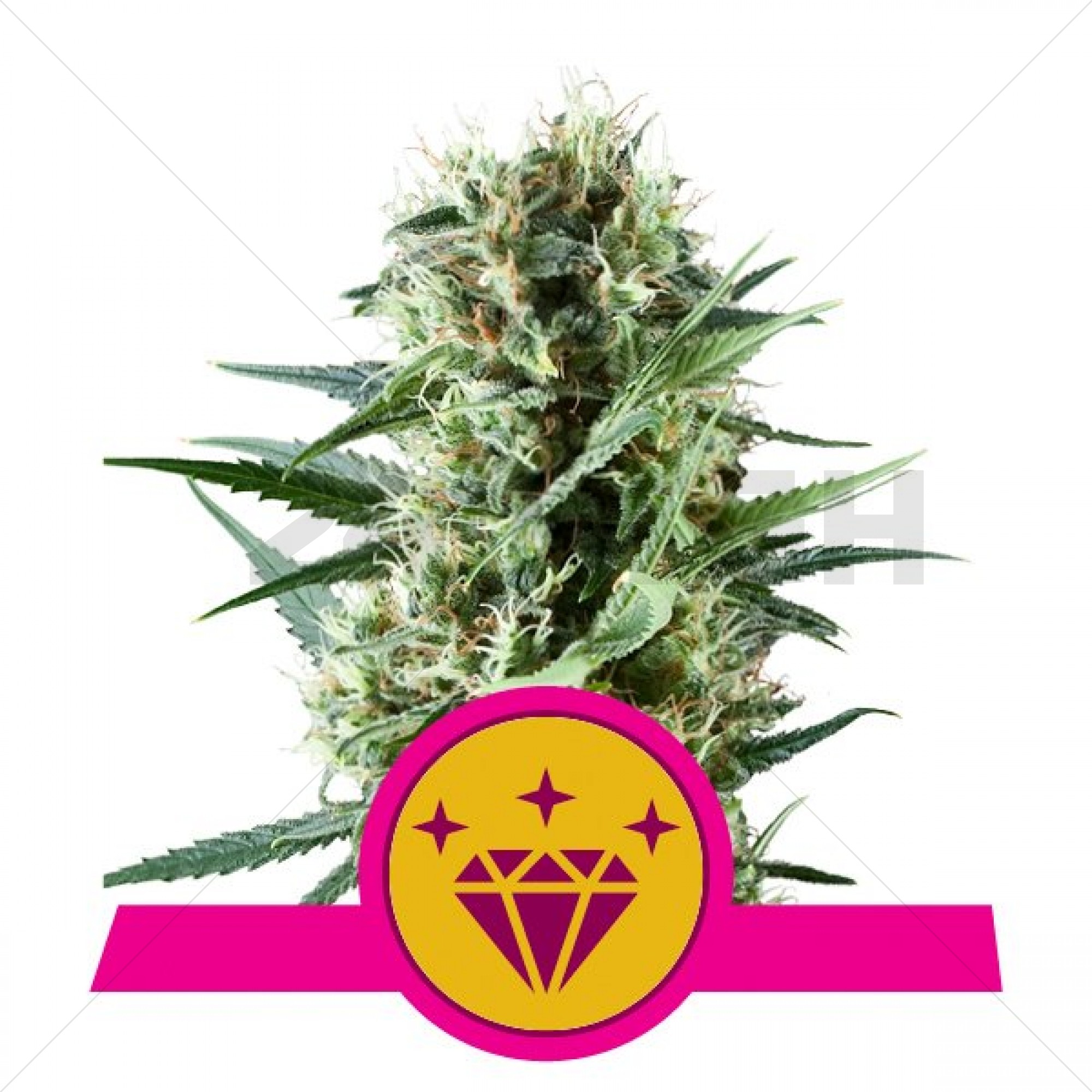 Special kush 1 ( Royal Queen Seeds ) Feminized