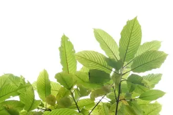 Soorten kratom: wat zijn de verschillen tussen Red, Green en White Vein?